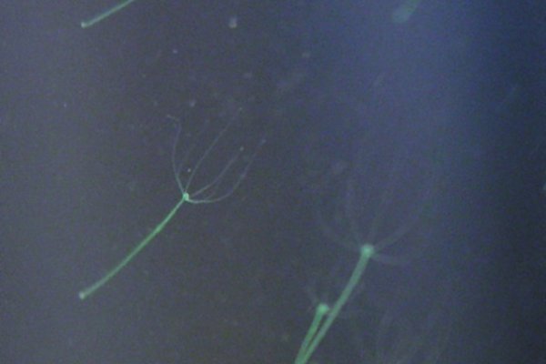 Krab8.cc - проверенный вариант