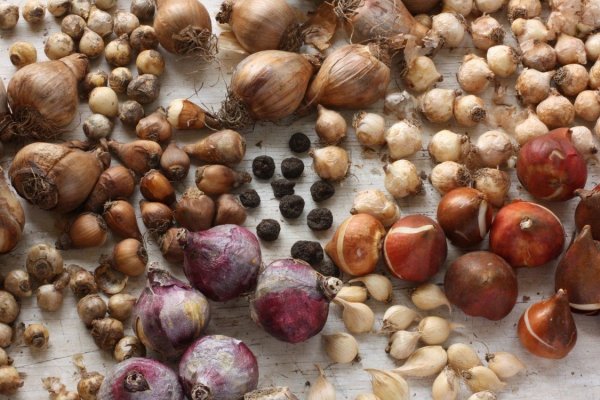 Быстрые технологии кракен актуальные